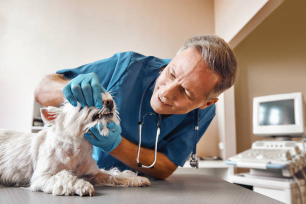 Best Tooth Infection Emergency Dentist  in La Presa, CA